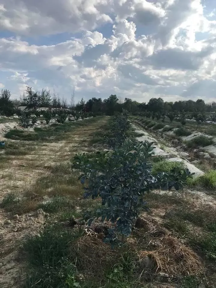 cải tạo đất cát hiệu quả với phương pháp khoa học